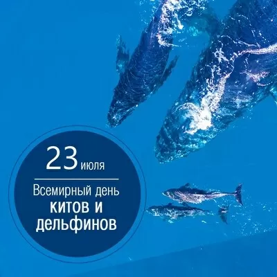 23 июля – Всемирный день китов и дельфинов